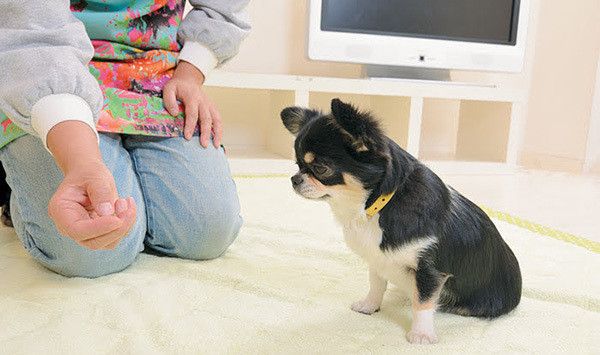 マテするチワワ