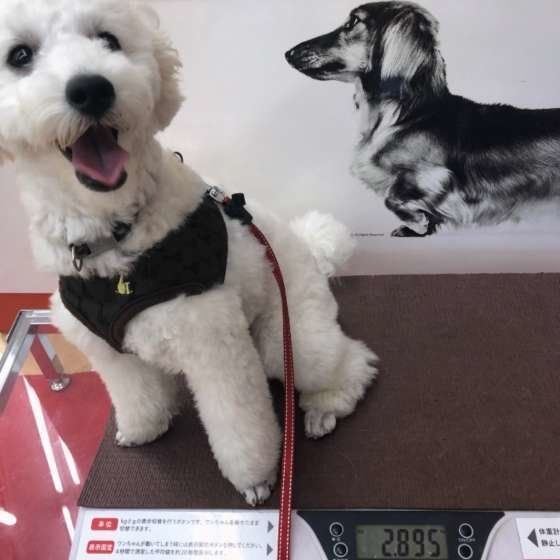 肥満だけじゃない!犬の体重減少は病気の可能性も?定期的に体重測定をしよう!