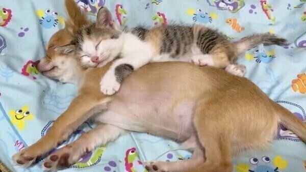 くっついて眠るものこちゃんとぶーちゃん
