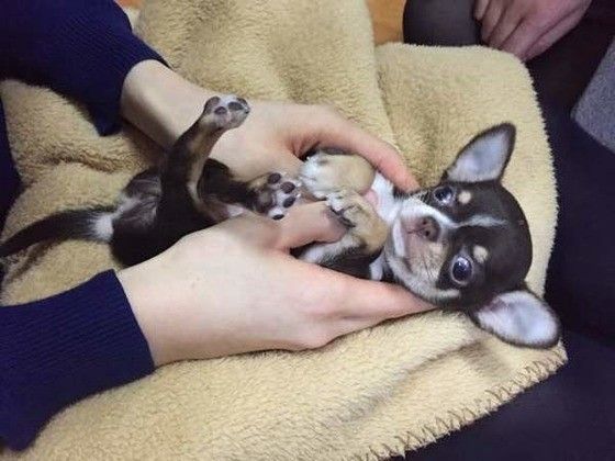 チワワ