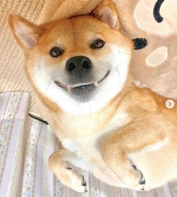 くつろぐ福くん