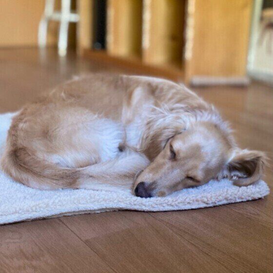 いぬのきもち ポイントサイト げっとま