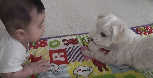 赤ちゃんと犬