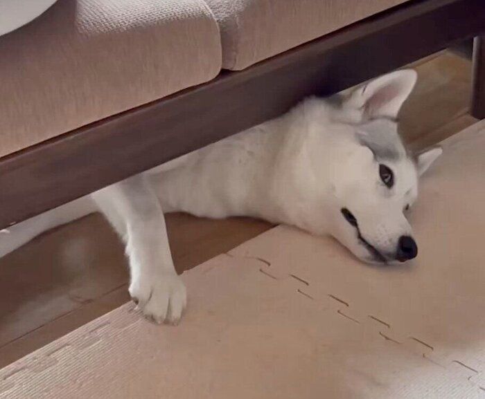 ソファの下でくつろぐアシ?ちゃん