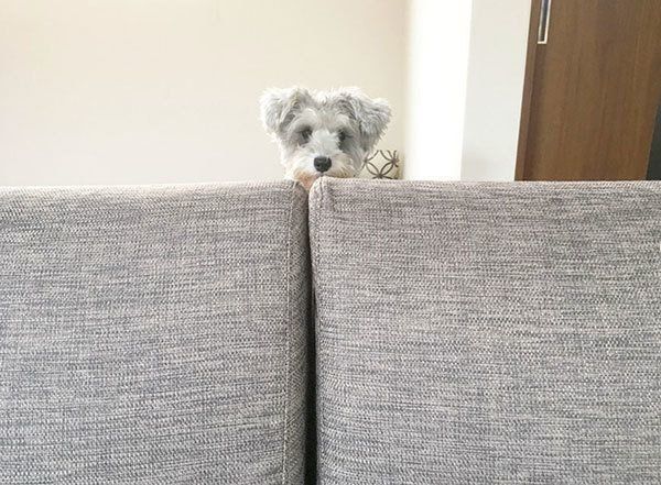 見つめるミニチュア・シュナウザー