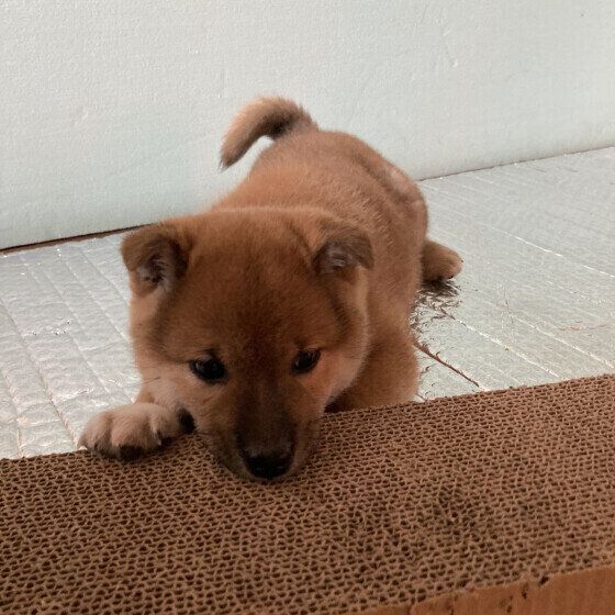 柴犬の椋くん