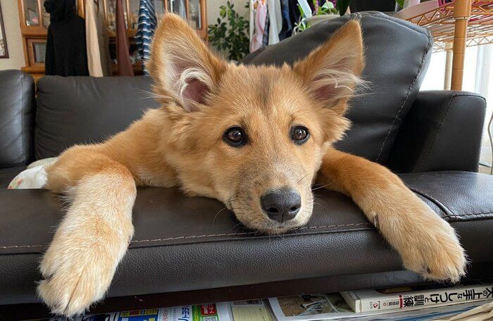 子犬時代のぽんたくん