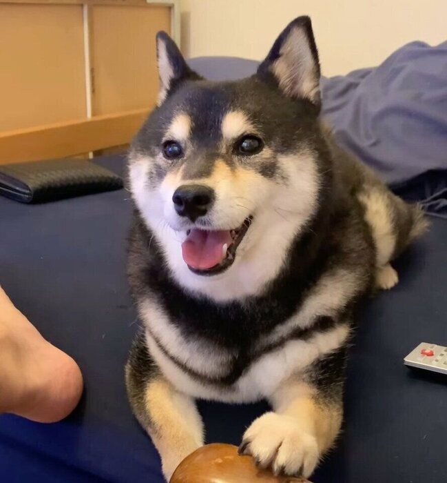 12才になった吾子ちゃん