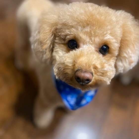 犬の食事を変えたきっかけはナニ?
