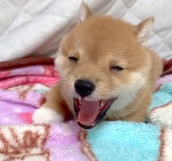 かわいい表情を見せる豆柴