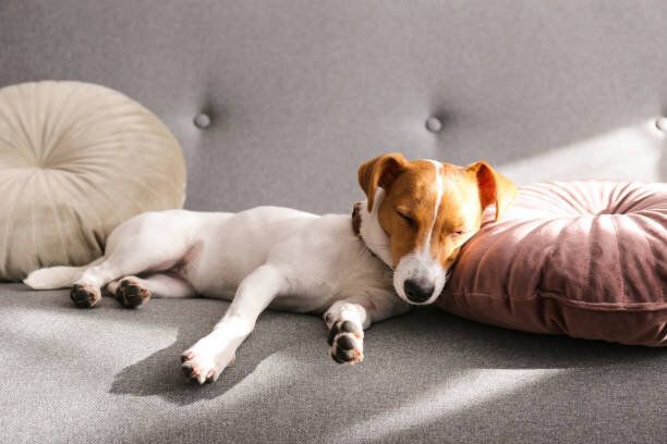 ソファの上で眠っている犬