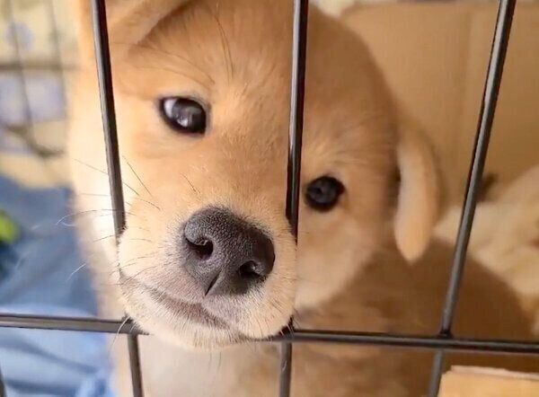 垂れ耳時代の麦くん