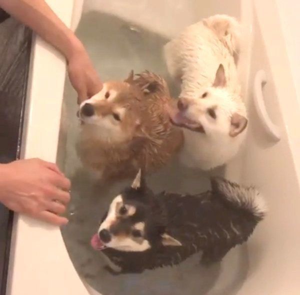 お風呂に入る柴犬