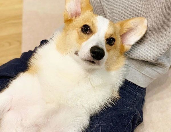 パパと戯れるコーギー