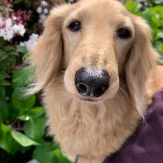 シニア犬が安心して暮らせる環境を整えよう!住環境と愛情が安心感につながる いぬのきもち