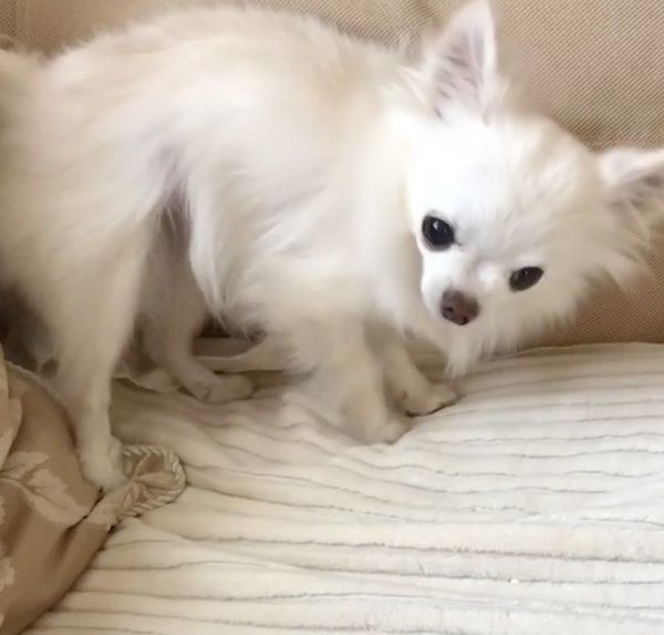 踊るチワワ