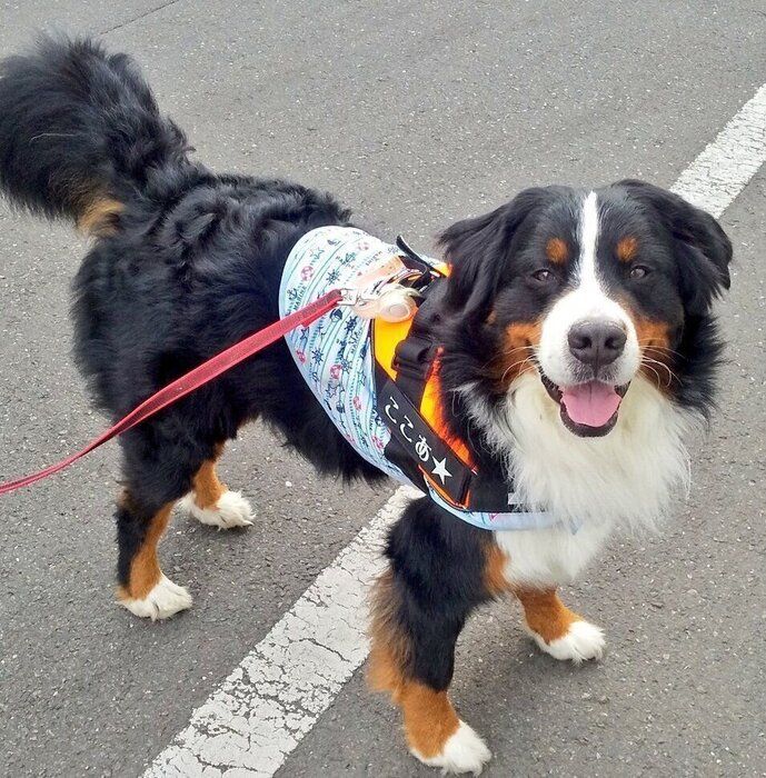 散歩中にニコニコ笑顔を見せるココアくん