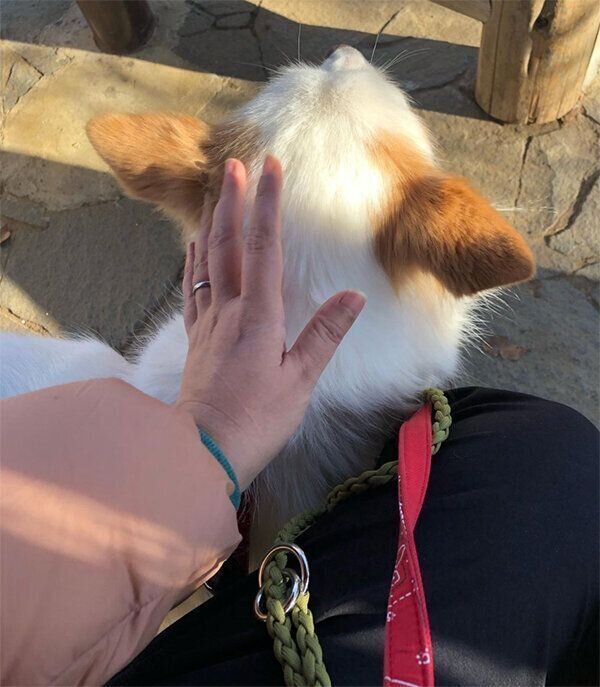 飼い主さんに寄り添うまるこちゃん