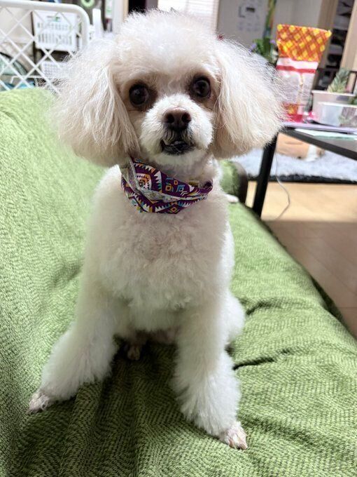 かわいらしくこちらを見つめる犬