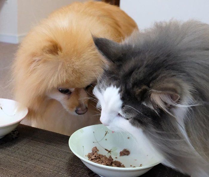猫のごはんを狙う犬