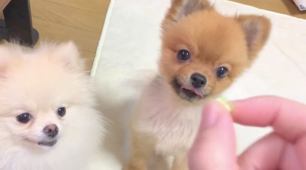 ごはん