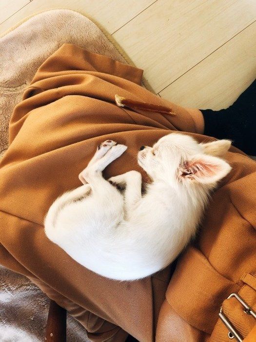 小型犬