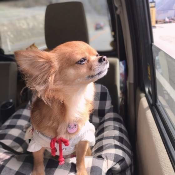 チワワ