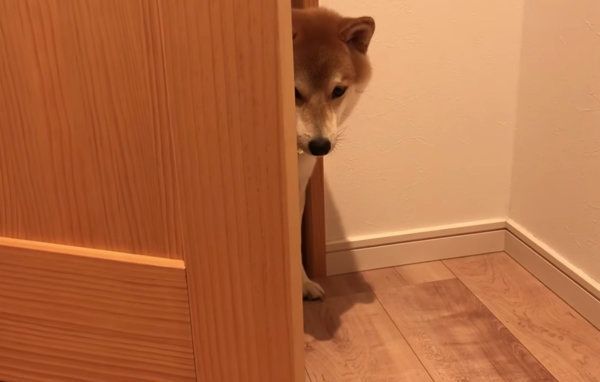 散歩を拒否する柴犬