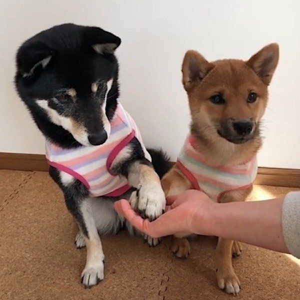 共同作業する柴犬
