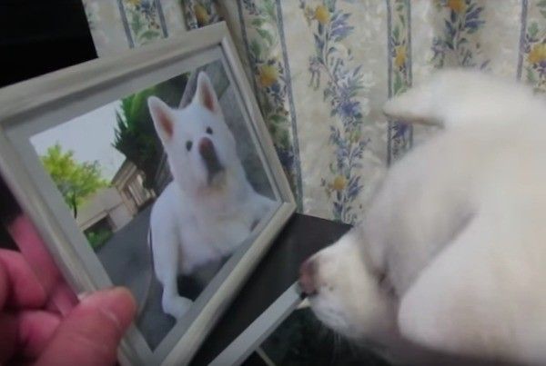 秋田犬