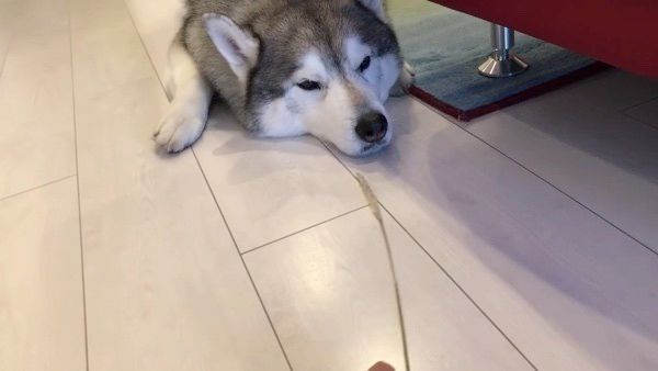 眠るシベリアン・ハスキー