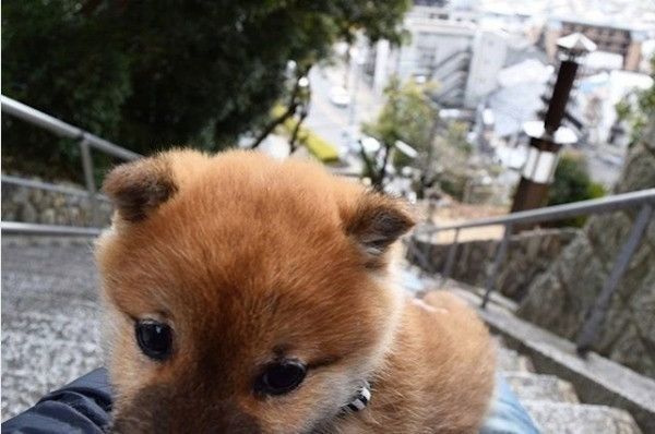 柴犬