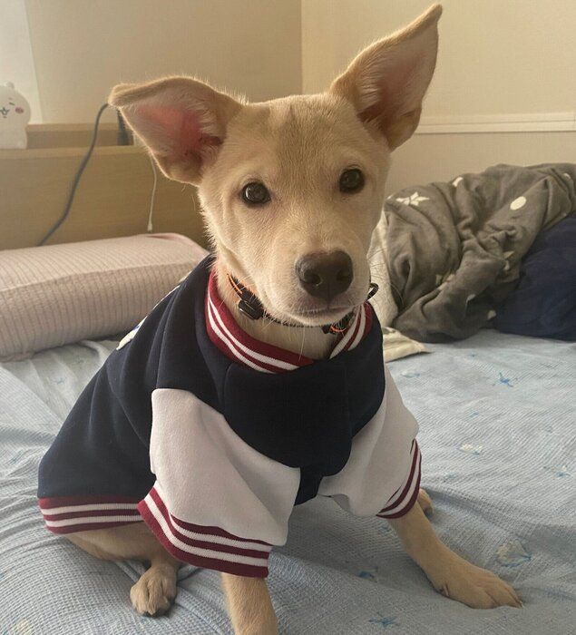 子犬時代のみらいくん