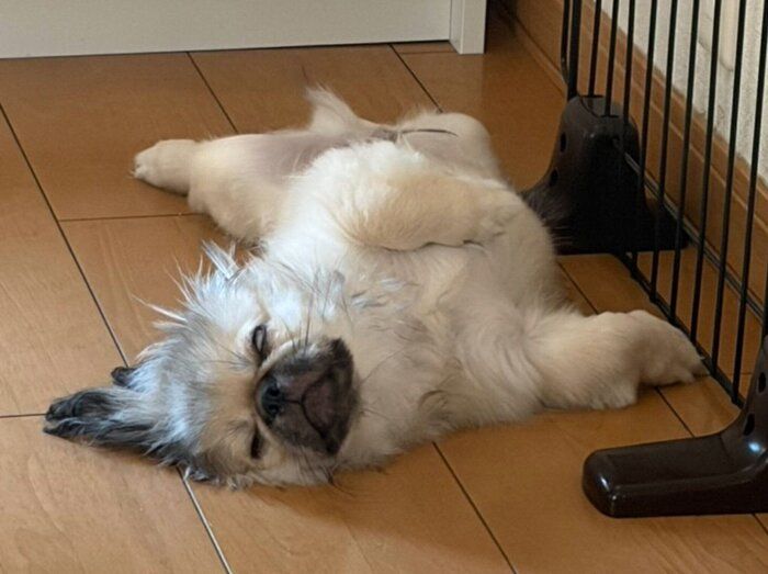 大胆な格好で眠るぺきちくん