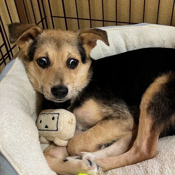 怯えていた野犬の子犬を家族にお迎え→3年後には“自信に満ちた表情”と、たくさんの嬉しい変化が!