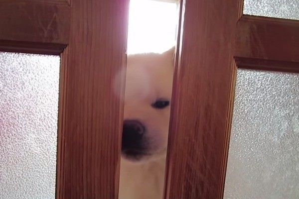 秋田犬