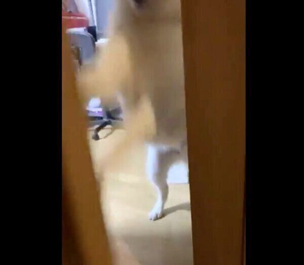 思いっきりドアを開けるユキちゃん