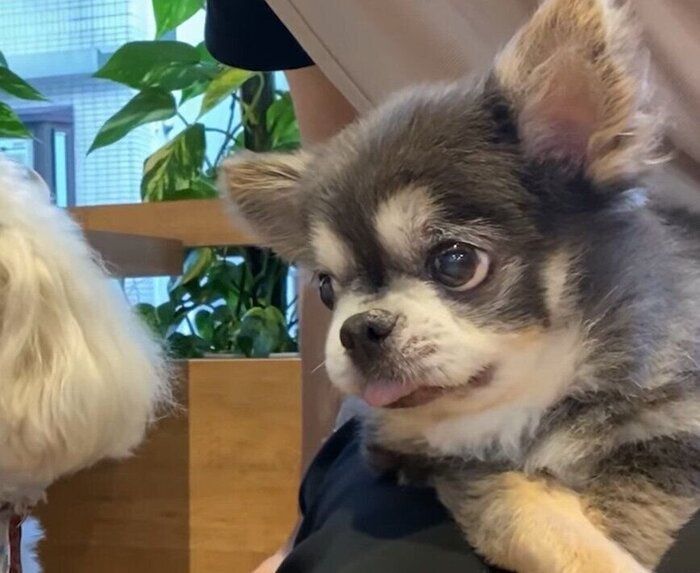 にらむ犬