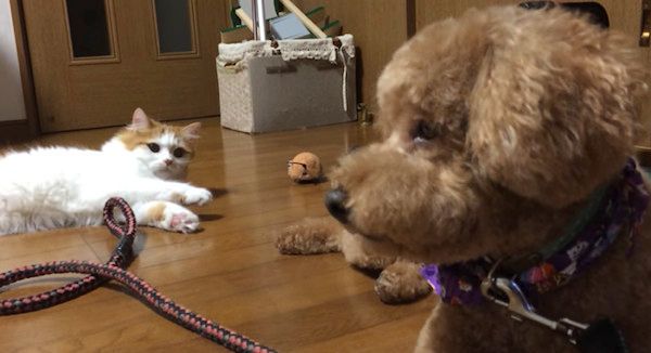 トイ・プードルを見つめる猫