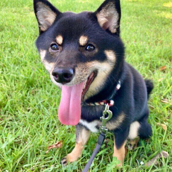 笑う柴犬
