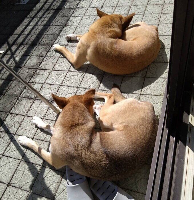 ベランダでまったりするあんこちゃん、もちちゃん