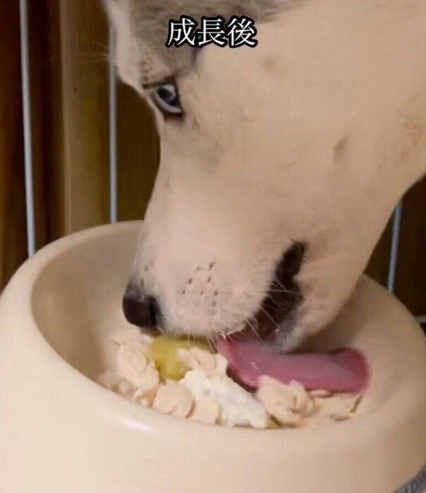 ゴハンを食べるアシㇼちゃん