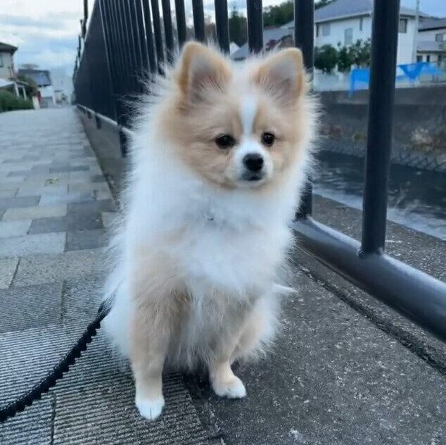 遠くに何かを見つけてヒョッとなるピカルディくん