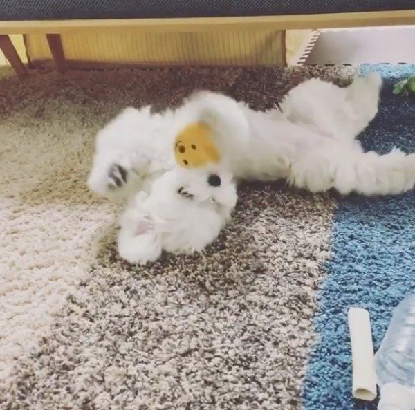 遊ぶちまちゃん