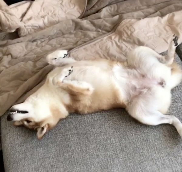 妹を見つめて固まる柴犬