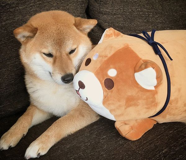 忠犬もちしばと柴犬