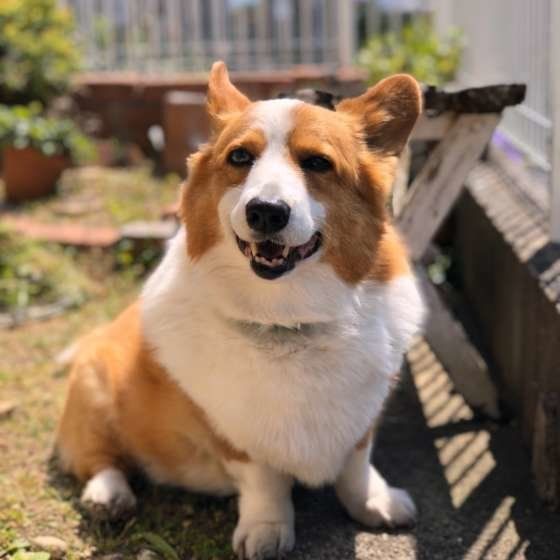 獣医師解説:老犬の排泄の変化と介助方法