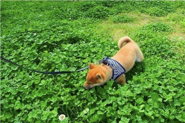 柴犬