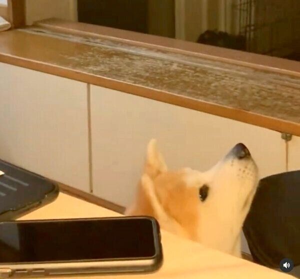 「フセ」ではなく「あごのせ」をするジロウちゃん