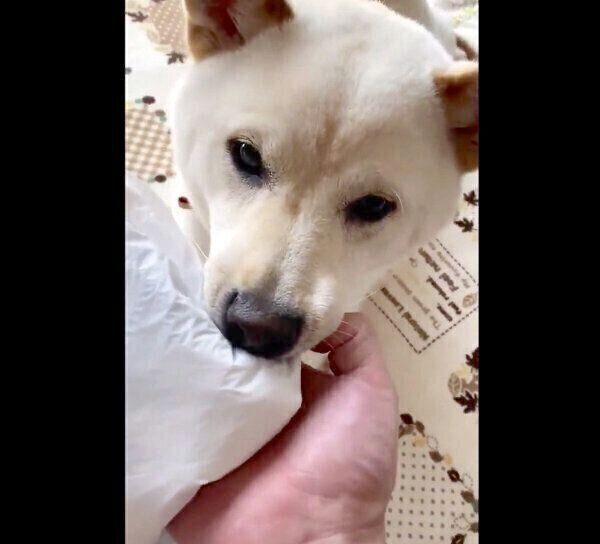 自ら悪行を報告しにきたはるちゃん